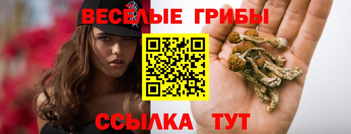 Ишимбай  Псилоцибиновые грибы Psilocybine cubensis  Вход с VPN 